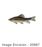 #20967 Clipart Image Illustration Of A Creek Chubsucker Fish (Erimyzon Oblongus)