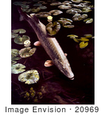 #20969 Clipart Image Illustration of a Northern Pike Fish Swimming by Lilypads by JVPD