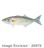 #20972 Clipart Image Illustration Of A Bluefish (Pomatomous Saltator)
