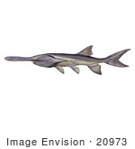 #20973 Clipart Image Illustration Of An American Or Mississippi Paddlefish (Polyodon Spathula)