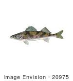 #20975 Clipart Image Illustration Of A Sauger Fish (Stizostedion Canadense)