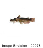 #20978 Clipart Image Illustration of Yellow Bullhead Catfish (Ameiurus natalis) by JVPD
