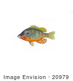 #20979 Clipart Image Illustration Of An Orangespotted Sunfish (Lepomis Humilis)