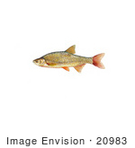 #20983 Clipart Image Illustration Of A Golden Shiner Fish (Notemigonus Crysoleucas)