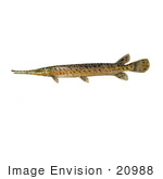 #20988 Clipart Image Illustration Of A Spotted Gar Fish (Lepisosteus Oculatus)