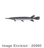 #20990 Clipart Image Illustration of a Shortnose Gar Fish (Lepisosteus platostomus) by JVPD