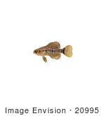 #20995 Clipart Image Illustration Of A Pygmy Sunfish (Elassoma Sp)
