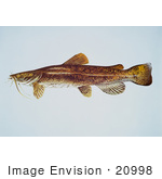 #20998 Clipart Image Illustration of a Flathead Catfish (Pylodictis olivaris) by JVPD