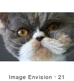 #21 Picture Of A Persian Cat Face Closeup
