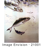#21001 Clipart Image Illustration Of Bluefish Chasing And Feeding Off Of Smaller Fish