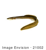 #21002 Clipart Image Illustration of an American Eel (Anguilla rostrata) by JVPD