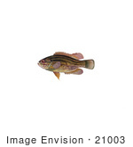 #21003 Clipart Image Illustration Of A Mud Sunfish (Acantharchus Pomotis)