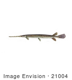 #21004 Clipart Image Illustration Of A Longnosed/Longnose Gar Fish (Lepisosteus Osseus)