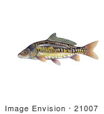 #21007 Clipart Image Illustration of a Mirror Carp Fish (Cyprinus carpio) by JVPD