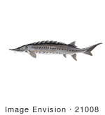 #21008 Clipart Image Illustration Of An Atlantic Sturgeon Fish (Acipenser Oxyrhynchus)