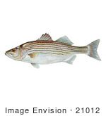 #21012 Clipart Image Illustration Of A Striped Bass Fish (Morone Saxatilis)
