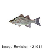 #21014 Clipart Image Illustration Of A White Or Sand Bass Fish (Morone Chrysops)