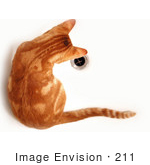 #211 Image Of An Orange Kitten In A Tub Looking At A Drain