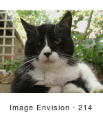 #214 Photograph Of A Tuxedo Cat
