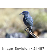 #21487 Stock Photography Of A Pinyon Jay Bird (Gymnorhinus Cyanocephalus)