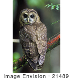 #21489 Stock Photography Of A Northern Spotted Owl (Strix Occidentalis Caurina) Perched On A Branch