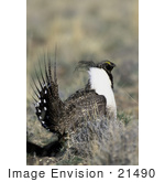 #21490 Stock Photography Of A Greater Sage Grouse Bird (Centrocerus Urophasianus)