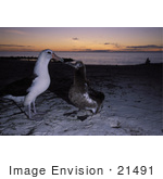 #21491 Stock Photography Of Two Laysan Albatross Birds (Diomedea Immutabilis)