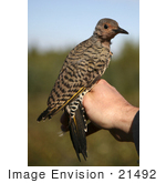 #21492 Stock Photography Of A Yellow-Shafted Northern Flicker Bird (Colaptes Auratus) During Bird Banding