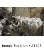 #21493 Stock Photography Of A Black-Legged Kittiwake (Rissa Tridactyla) And Murres Nesting Cape Seniavin
