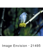 #21495 Stock Photography Of A Mountain Bluebird (Sialia Currucoides)