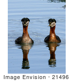 #21496 Stock Photography Of A Pair Of Rednecked Grebe At Potter’S Marsh