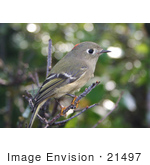 #21497 Stock Photography Of A Ruby-Crowned Kinglet Bird (Regulus Calendula) Perched On A Branch