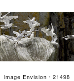#21498 Stock Photography Of Black-Legged Kittiwake (Rissa Tridactyla) Flying At Castle Rock