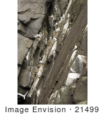 #21499 Stock Photography Of Black-Legged Kittiwake (Rissa Tridactyla) Nests