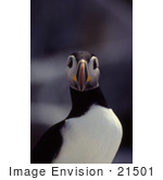 #21501 Stock Photography Of An Atlantic Puffin Bird (Fratercula Arctica)