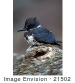 #21502 Stock Photography Of A Belted Kingfisher Bird (Ceryl Alcyon)