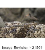 #21504 Stock Photography Of An American Black Oystercatcher Bird (Haematopus Bachmani)