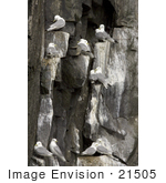 #21505 Stock Photography Of Black-Legged Kittiwake (Rissa Tridactyla) Birds Nesting At Castle Rock