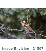 #21507 Stock Photography Of A Black-Headed Grosbeak Bird (Pheucticus Melanocephalus) On A Tree Branch