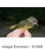 #21509 Stock Photography Of An Orange-Crowned Warbler Bird (Vermivora Celata Celata) Being Banded