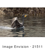 #21511 Stock Photography Of A Double-Crested Cormorant (Phalacrocorax Auritus) Landing Or Taking Off Of Water