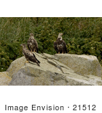 #21512 Stock Photography Of Three Juvenile Bald Eagles (Haliaeetus Leucocephalus) At Castle Rock Alaska