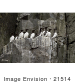 #21514 Stock Photography Of Common Thin-Billed Murres (Uria Aalge) On A Cliff At Castle Rock