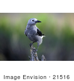 #21516 Stock Photography Of A Clark’S Nutcracker Bird (Nucifraga Columbiana)