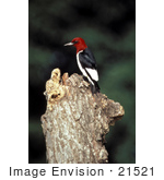 #21521 Stock Photography Of A Red-Headed Woodpecker Bird (Melanerpes Erythrocephalus)