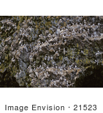 #21523 Stock Photography Of Tickleass/Black-Legged Kittiwake Bird Colony Alaska