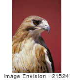 #21524 Stock Photography Of A Chickenhawk Or Red-Tailed Hawk (Buteo Jamaicensis) Bird Of Prey