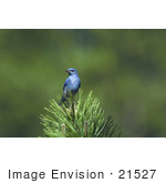 #21527 Stock Photography Of A Mountain Bluebird (Sialia Currucoides)
