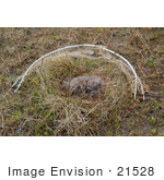 #21528 Stock Photography of a Spring Loaded Trap Ready for Live Capture of Brant Birds During Bird Flu Research by JVPD