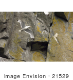 #21529 Stock Photography Of A Black-Legged Kittiwake (Rissa Tridactyla) Bird Flying Castle Rock